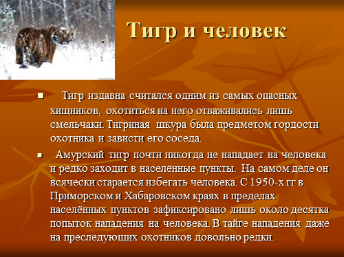 Амурский тигр