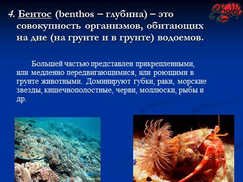 Бентосные организмы это. Бентос планктон Нектон Литораль. Бентосные организмы. Организмы обитающие на морском дне. Представители бентоса.