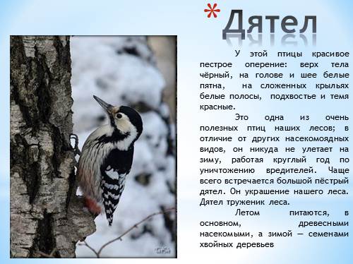 Реферат: Птицы Казахстана