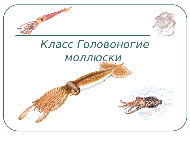 Презентация на тему: «Класс Головоногие моллюски»