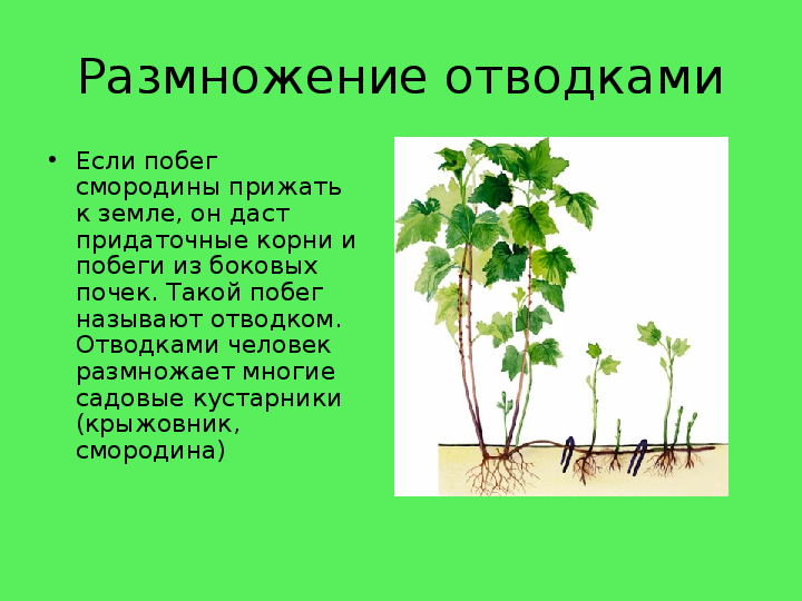 Размножение растений 2 класс окружающий мир презентация