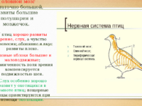 Презентация Класс птиц