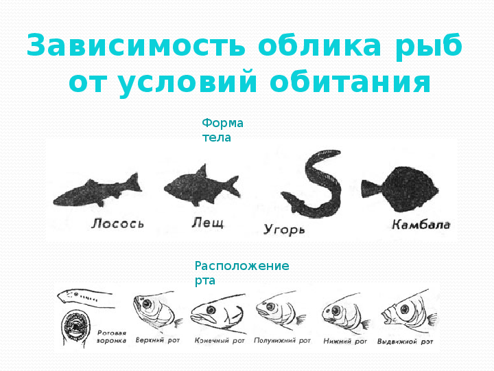 Рыбы условия жизни. Приспособленность рыб к условиям обитания. Форма тела рыб. Разные формы тела рыб. Приспособление рыб к среде обитания.