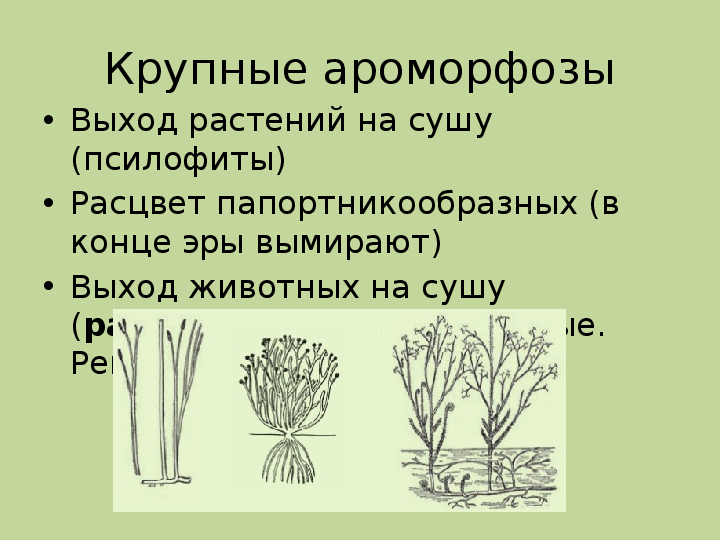 Ароморфозы риниофитов. Псилофиты палеозой. Эволюция растений псилофиты. Ароморфозы растений. Выход растений на сушу псилофиты.