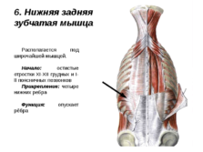 Мышцы спины анатомия презентация