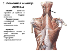 Мышцы спины анатомия презентация