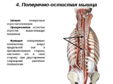 Презентация на тему мышцы спины