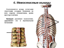 Глубокие мышцы спины презентация