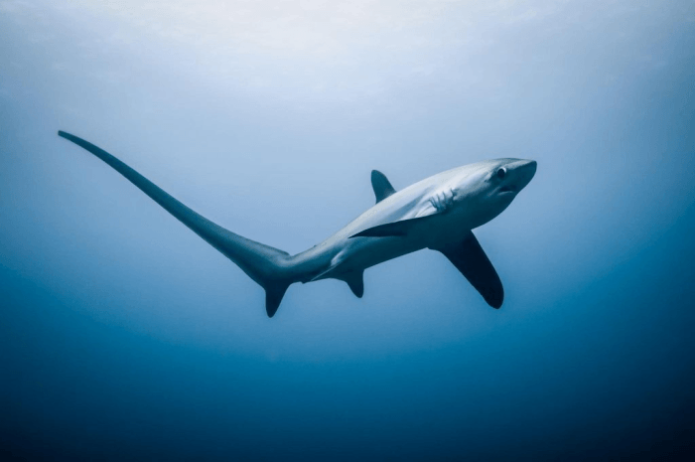 Лисья акула