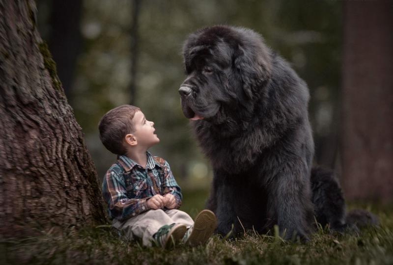10 самых больших собак в мире на фото