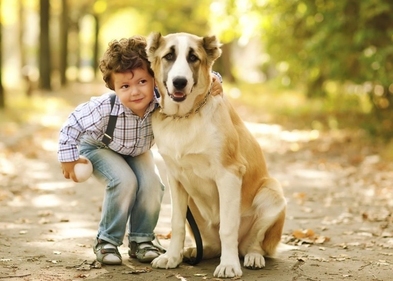 7 причин завести собаку, которую так давно просит ребенок